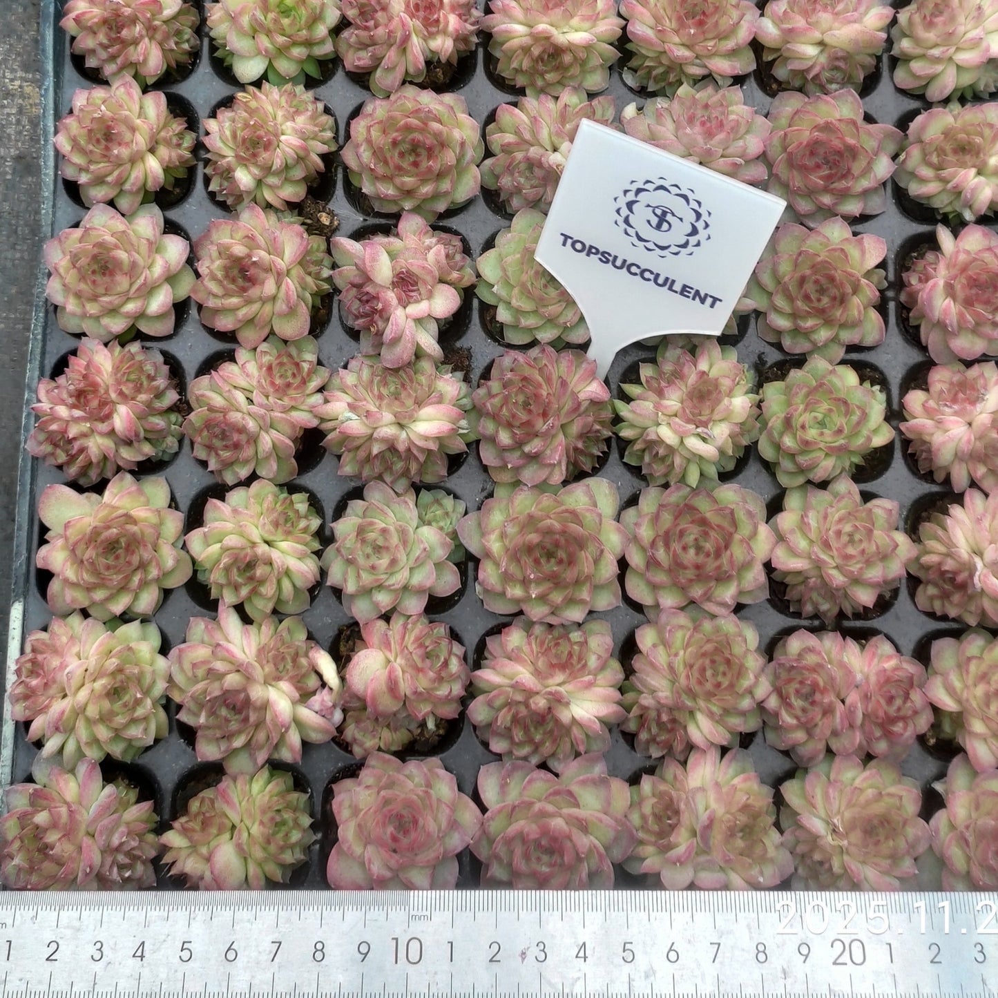 23967 Echeveria Red Queen (3cm pot size)