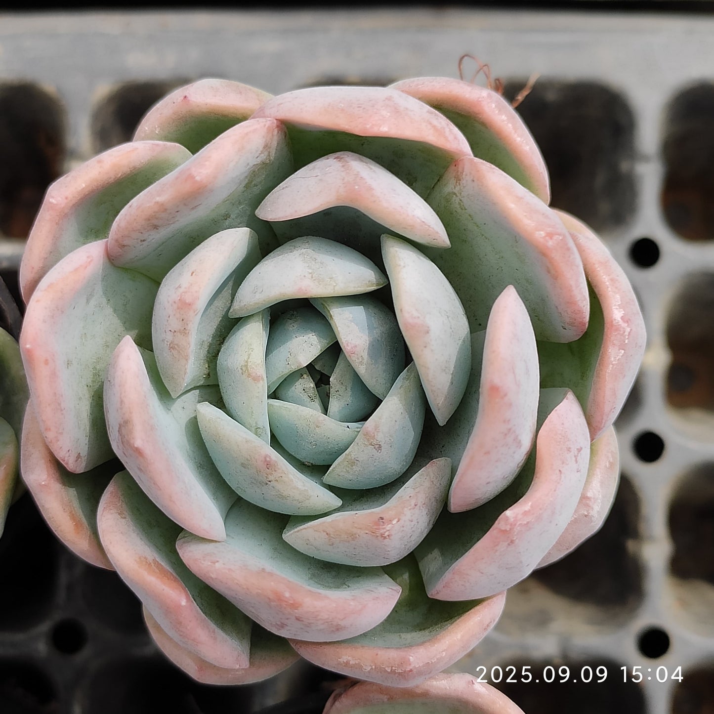 MMT884 Echeveria Snow Woman(7cm pot size)