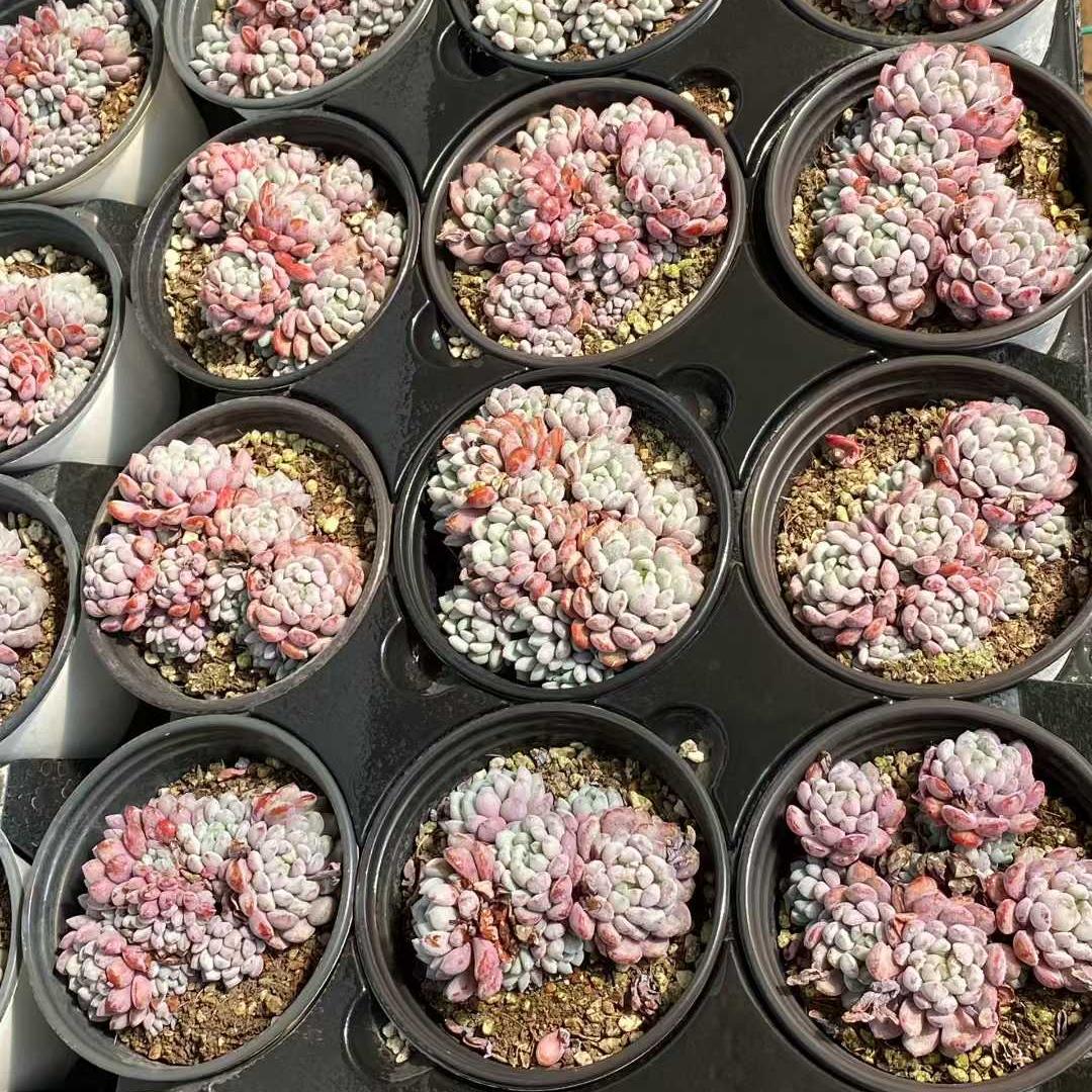 22794 Echeveria Original Amoena (9cm pot size)