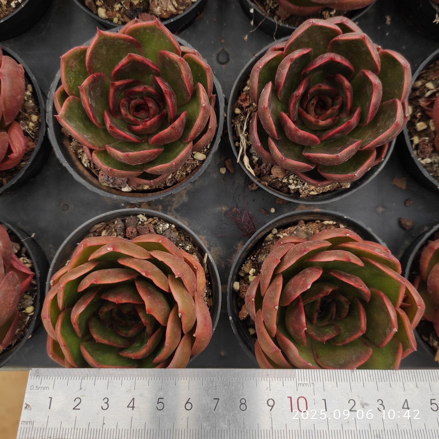 RC027 Echeveria Traffic Light(9cm pot size)