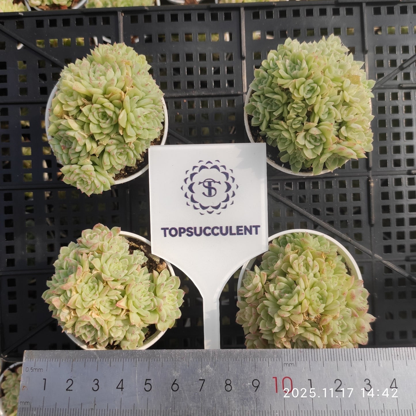 22862 Echeveria Malgan Hyb (5.5cm pot size)