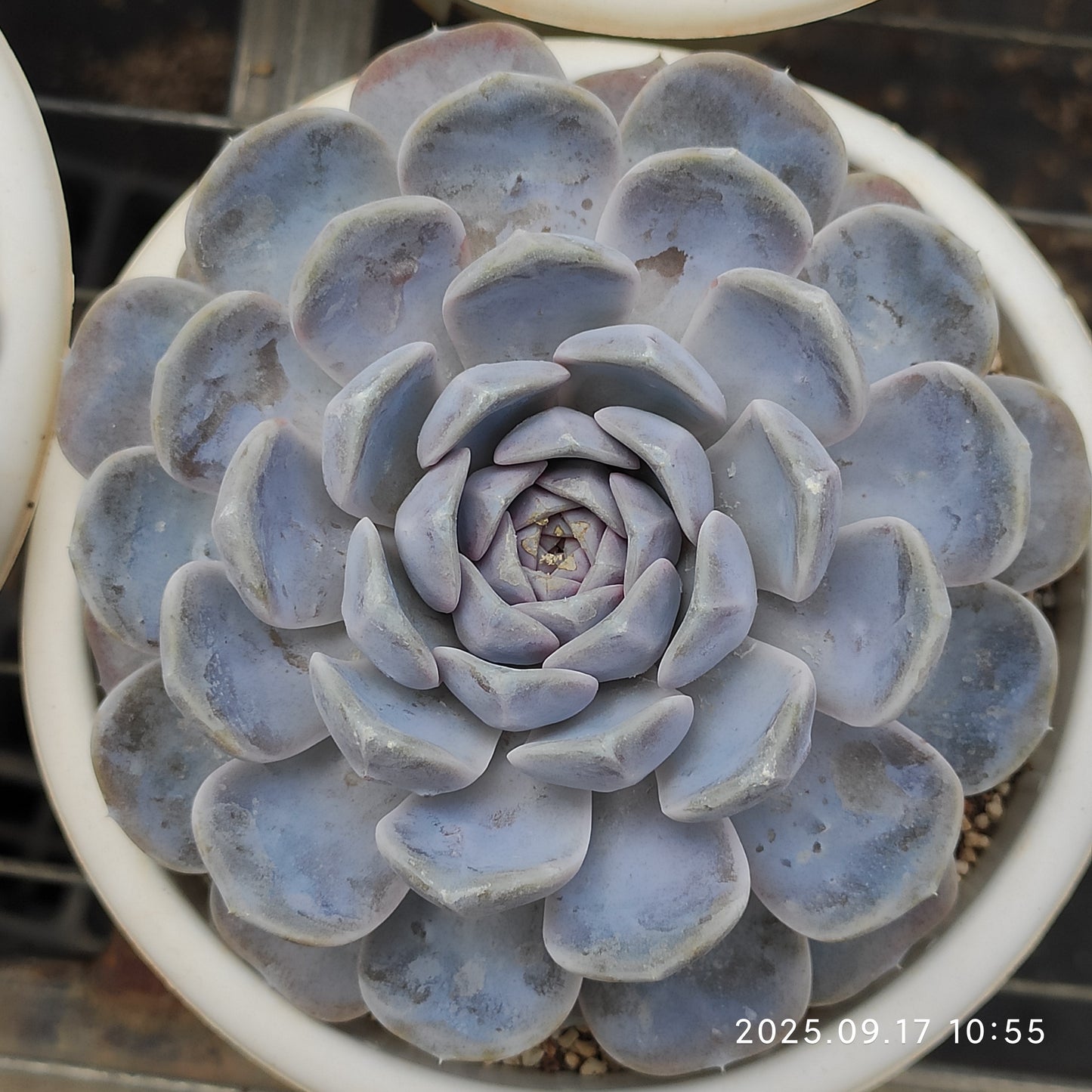 NGN729 Echeveria Tiny Burger(15cm pot size)
