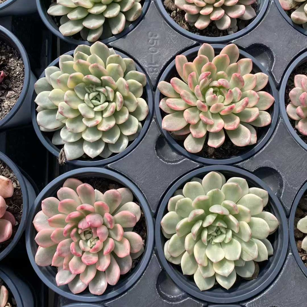 18791 Echeveria Pink Rubby Variegated (9cm pot size)