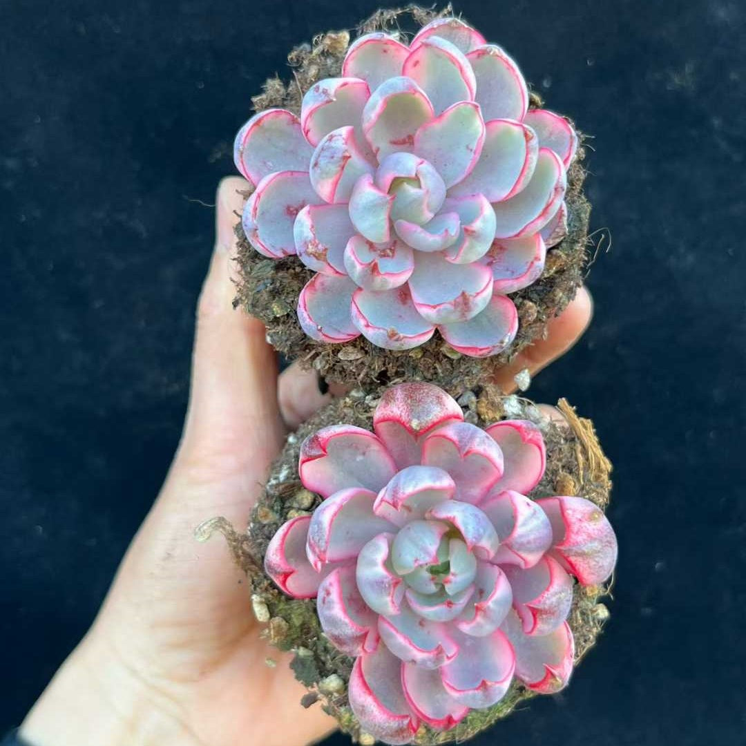 24926 Echeveria Hera Variegated (9cm pot size)