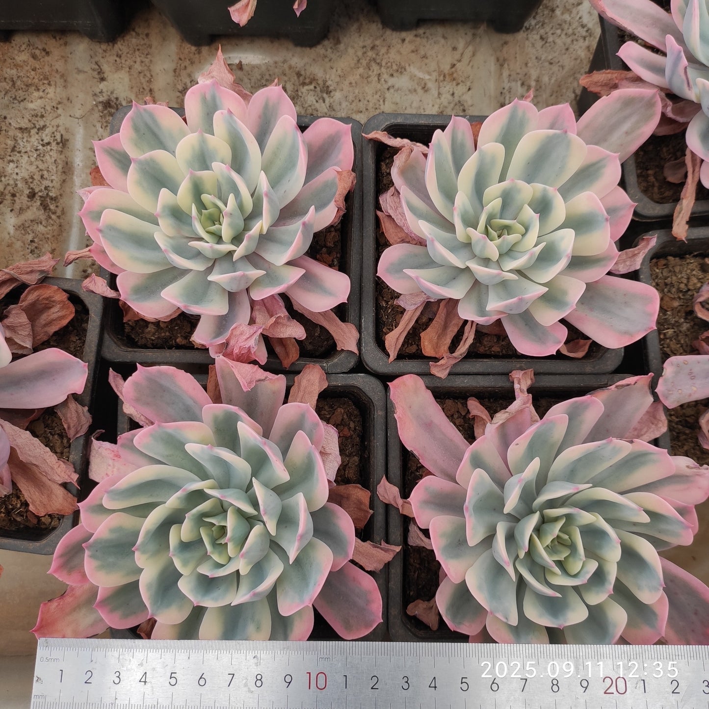 20825 Echeveria Imbricata Variegated (12cm pot size)