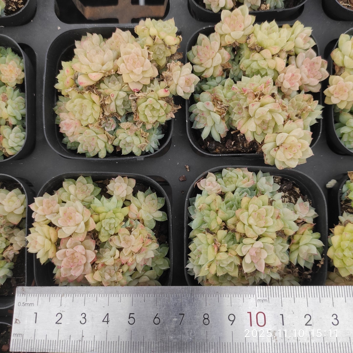 22603 Echeveria Gemstone (6.5cm pot size)