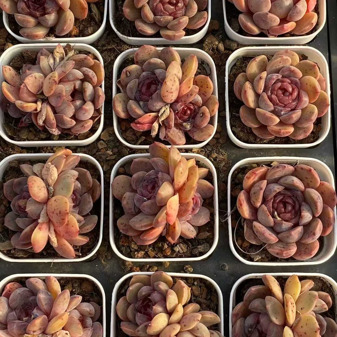 25755 Echeveria Dodo (6.5cm pot size)