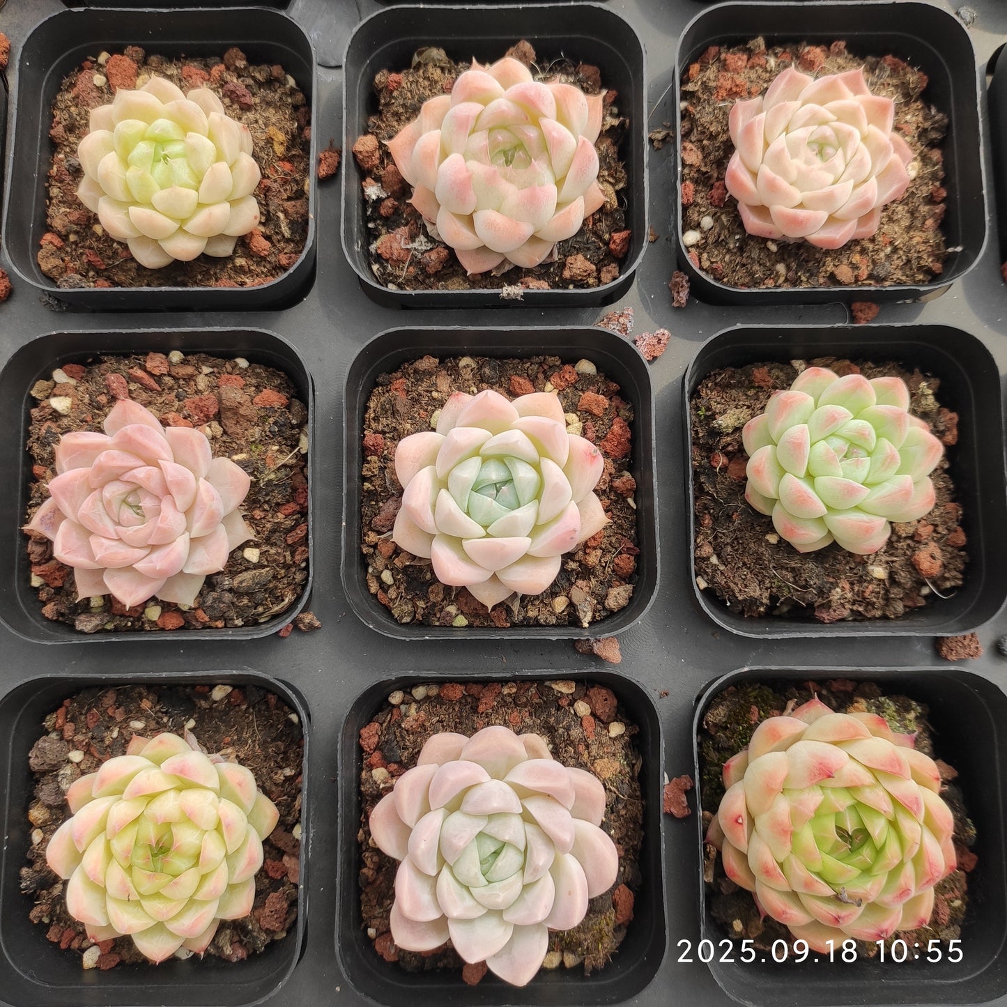 LMM428 Echeveria Hughmillus Hyb(6.5cm pot size)