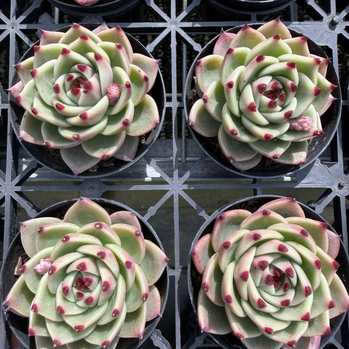 25783 Echeveria Blue Dragon (9cm pot size)