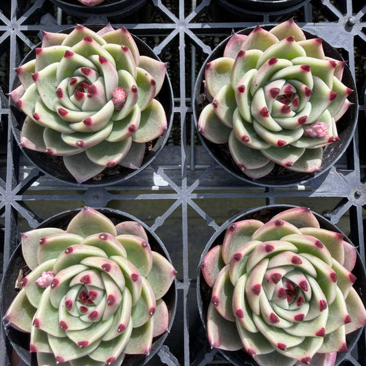25783 Echeveria Blue Dragon (9cm pot size)