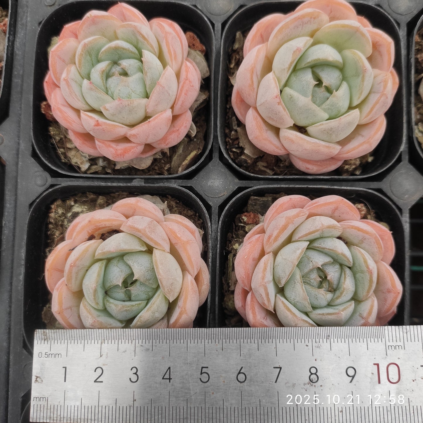 20698 Echeveria Macchiato (6.3cm pot size)