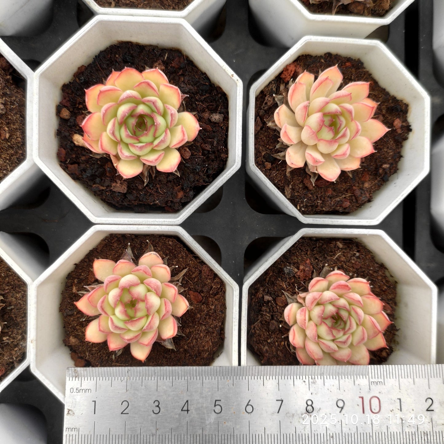 18573 Echeveria Dream Talk Rose (7cm pot size)