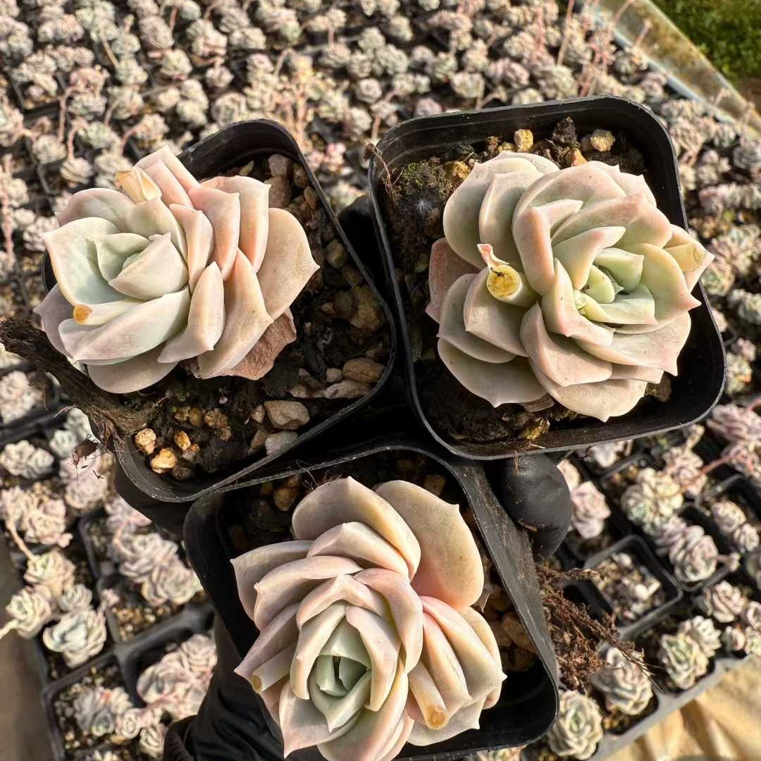 12219 Echeveria Lovely Rose (6.5cm pot size)