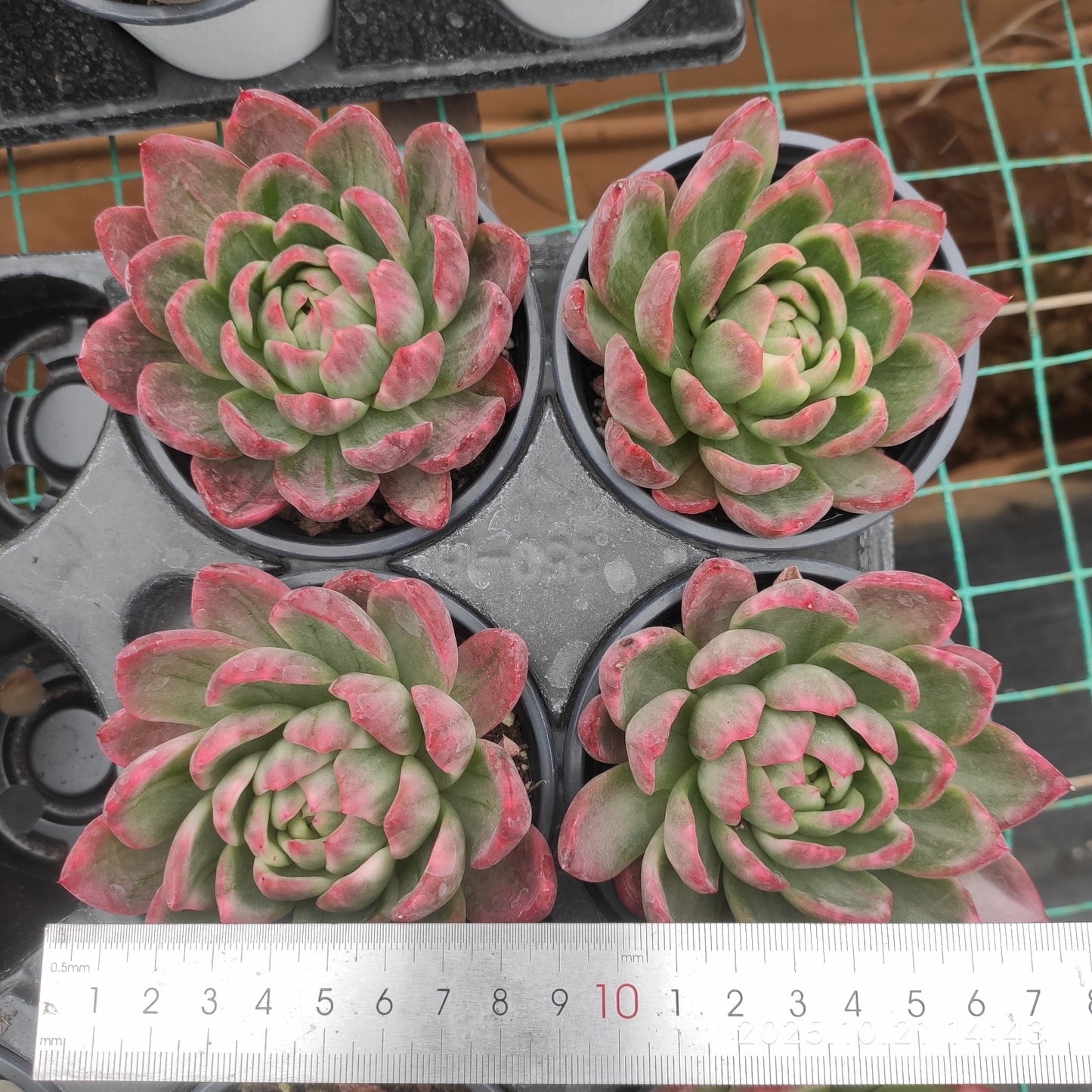14434 Echeveria Crystal Jenny (9cm pot size)