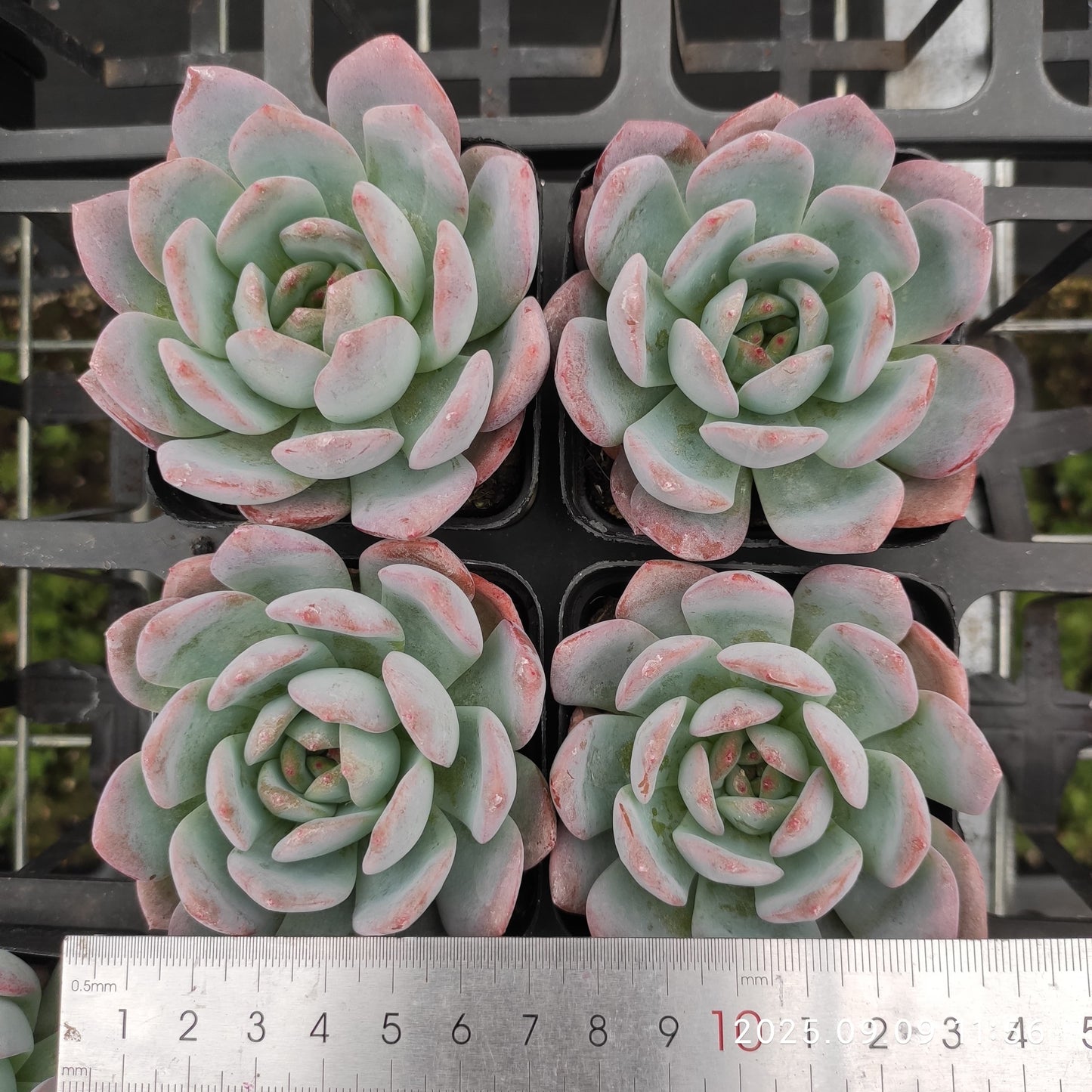 MMT528 Echeveria Star Mark(7cm pot size)
