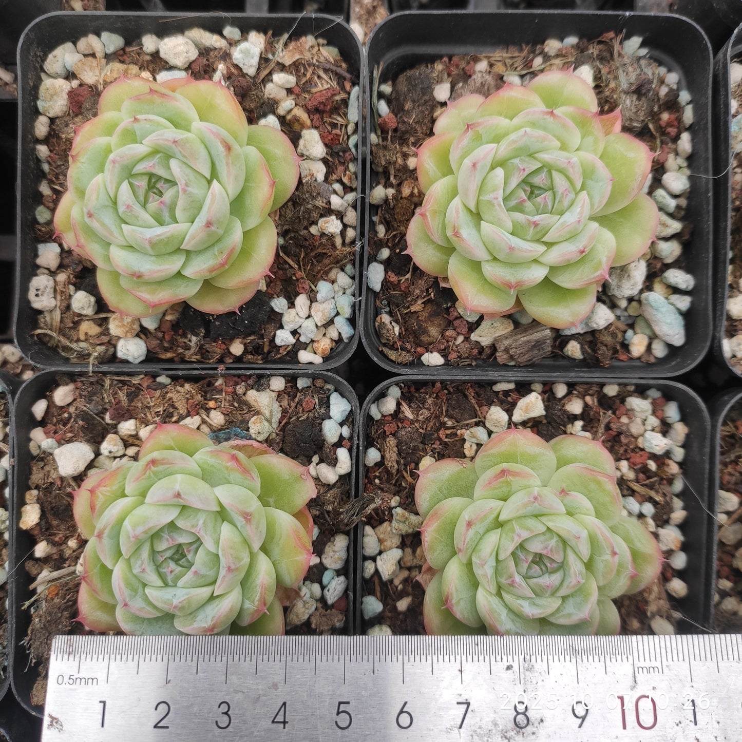 21367 Echeveria Annie Hyb (7cm pot size)