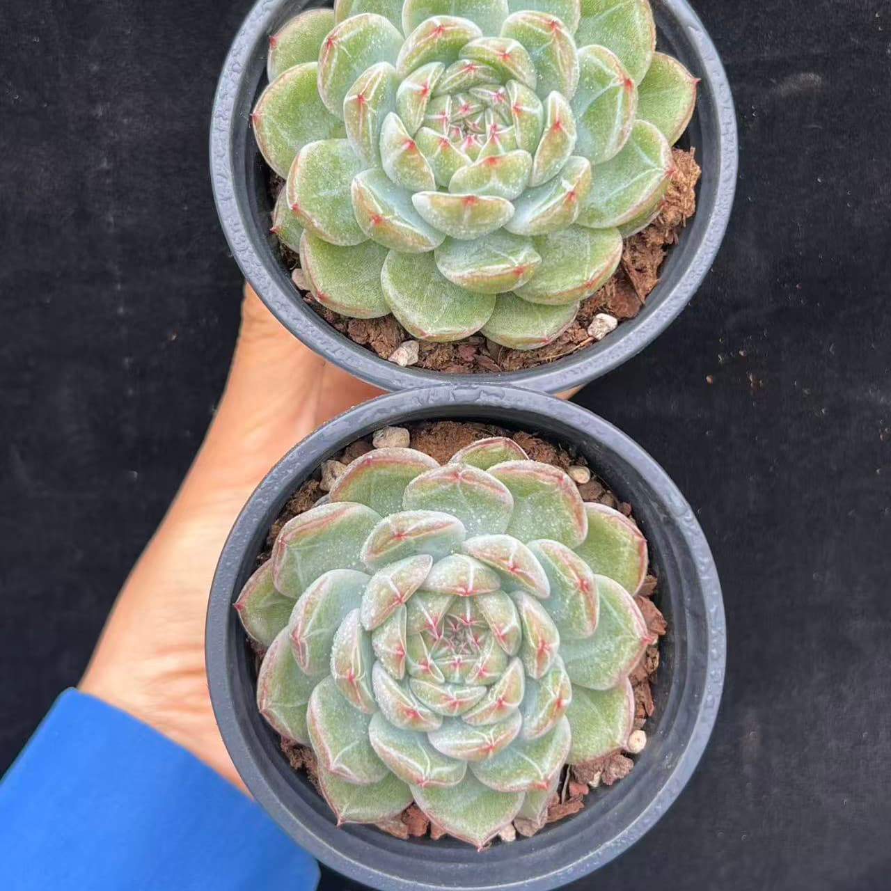 21333 Echeveria Snowflake Jenny (9cm pot size)