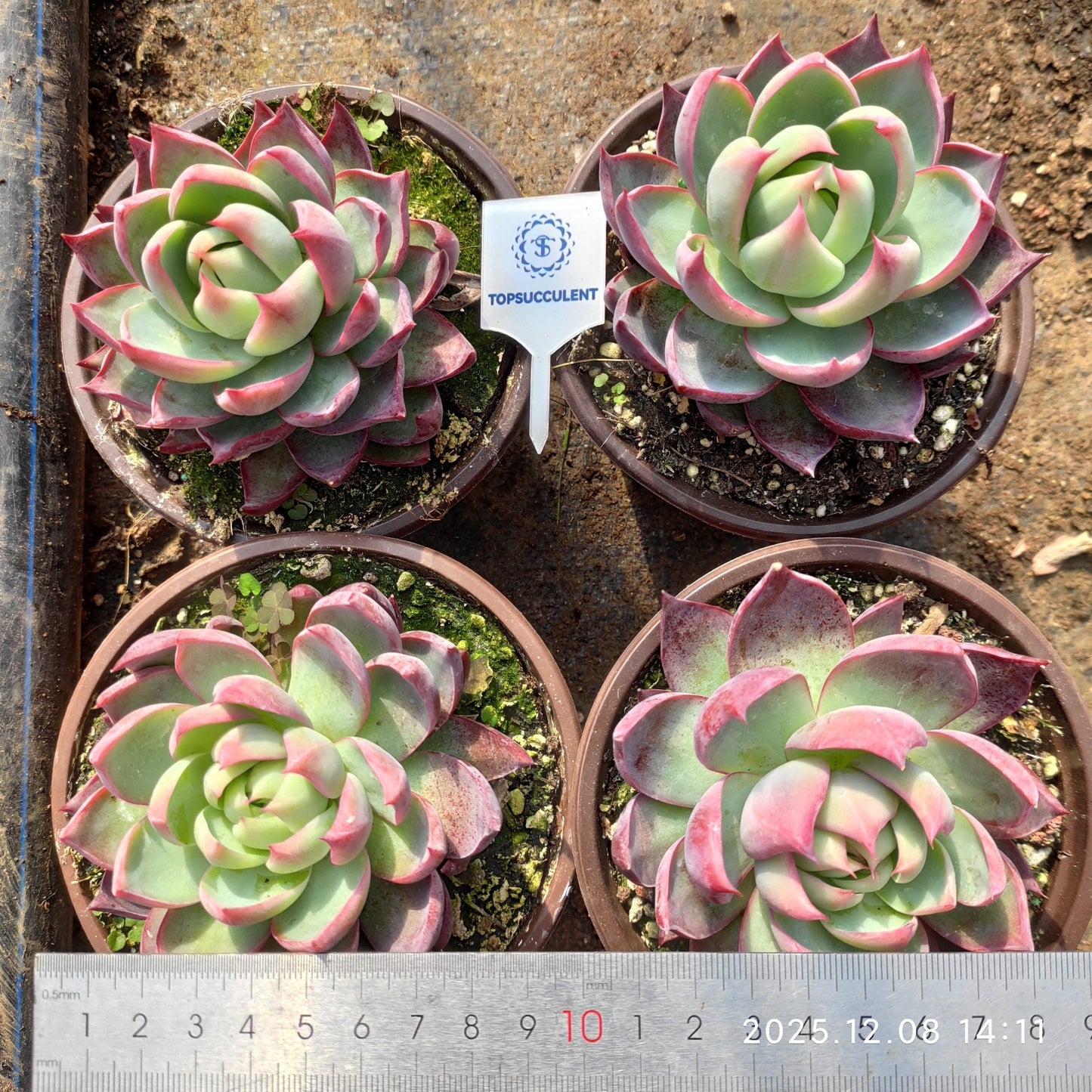 21959 Echeveria Casio (12cm pot size)