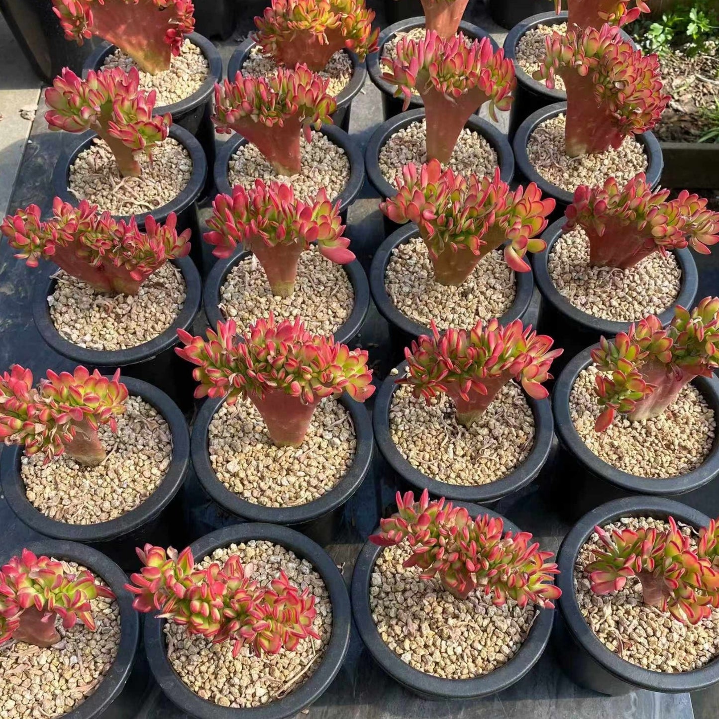 25790 Crassula 'Red Carpet' Cristata (13cm pot size)