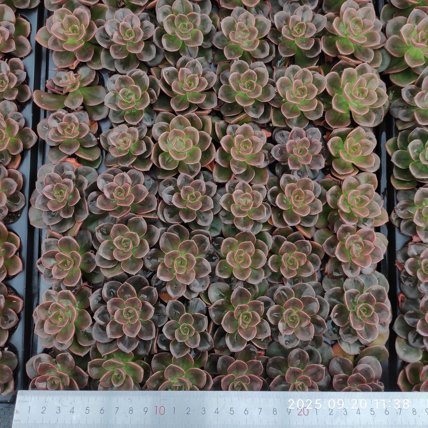 16948 Echeveria Chocolate (3cm pot size)