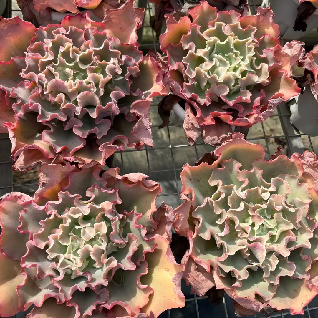 23542 Echeveria cv. Takasagonookina (18cm pot size)