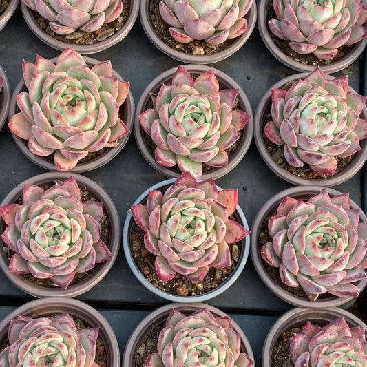 25395 Echeveria Ratam (9cm pot size)