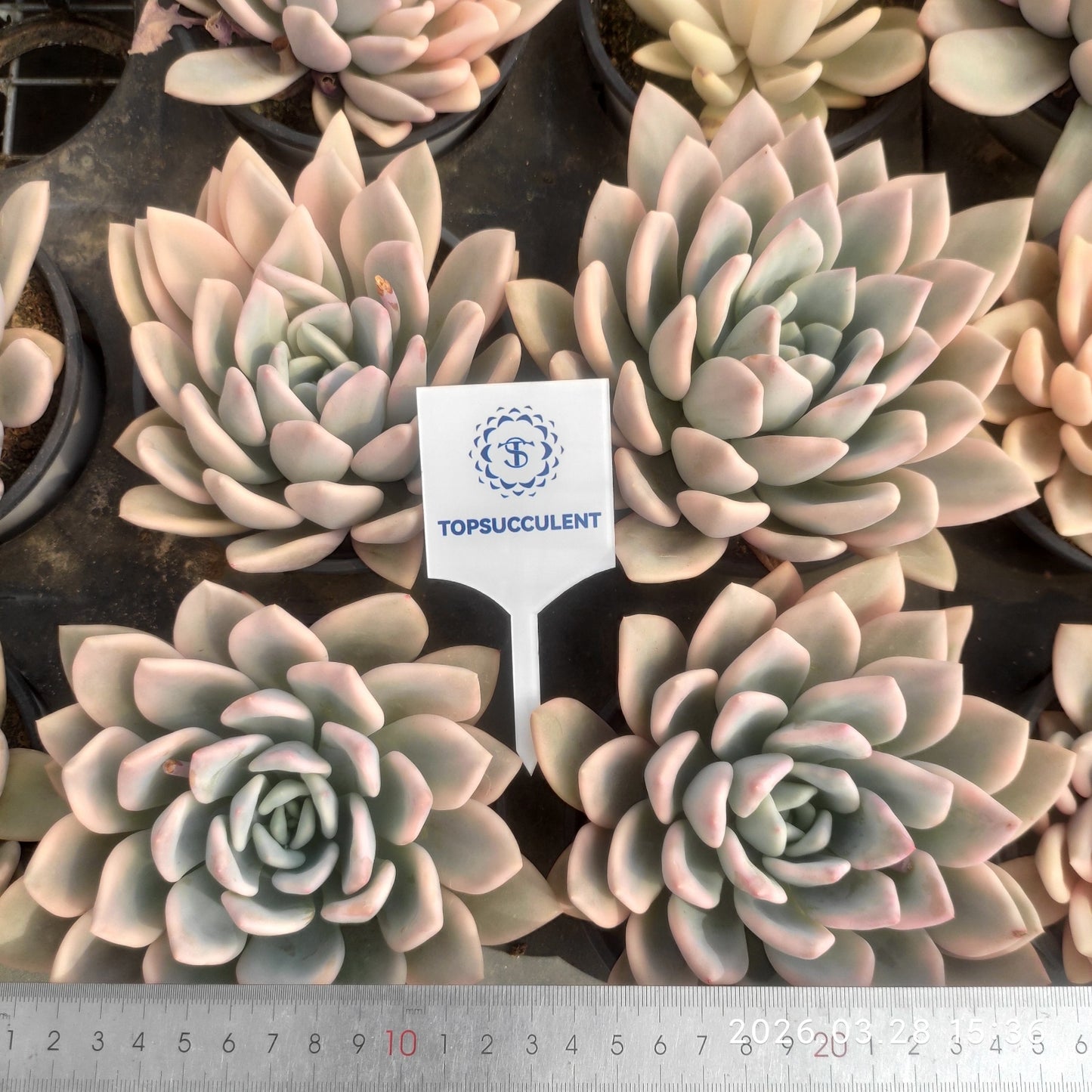 21307 Echeveria Opalina Variegated (12cm pot size)