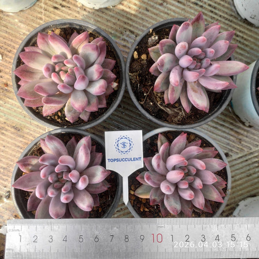 361281 Echeveria Corn Poppy (9cm pot size)