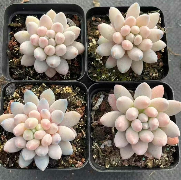 16672 Echeveria Pink Ivory (7cm pot size)
