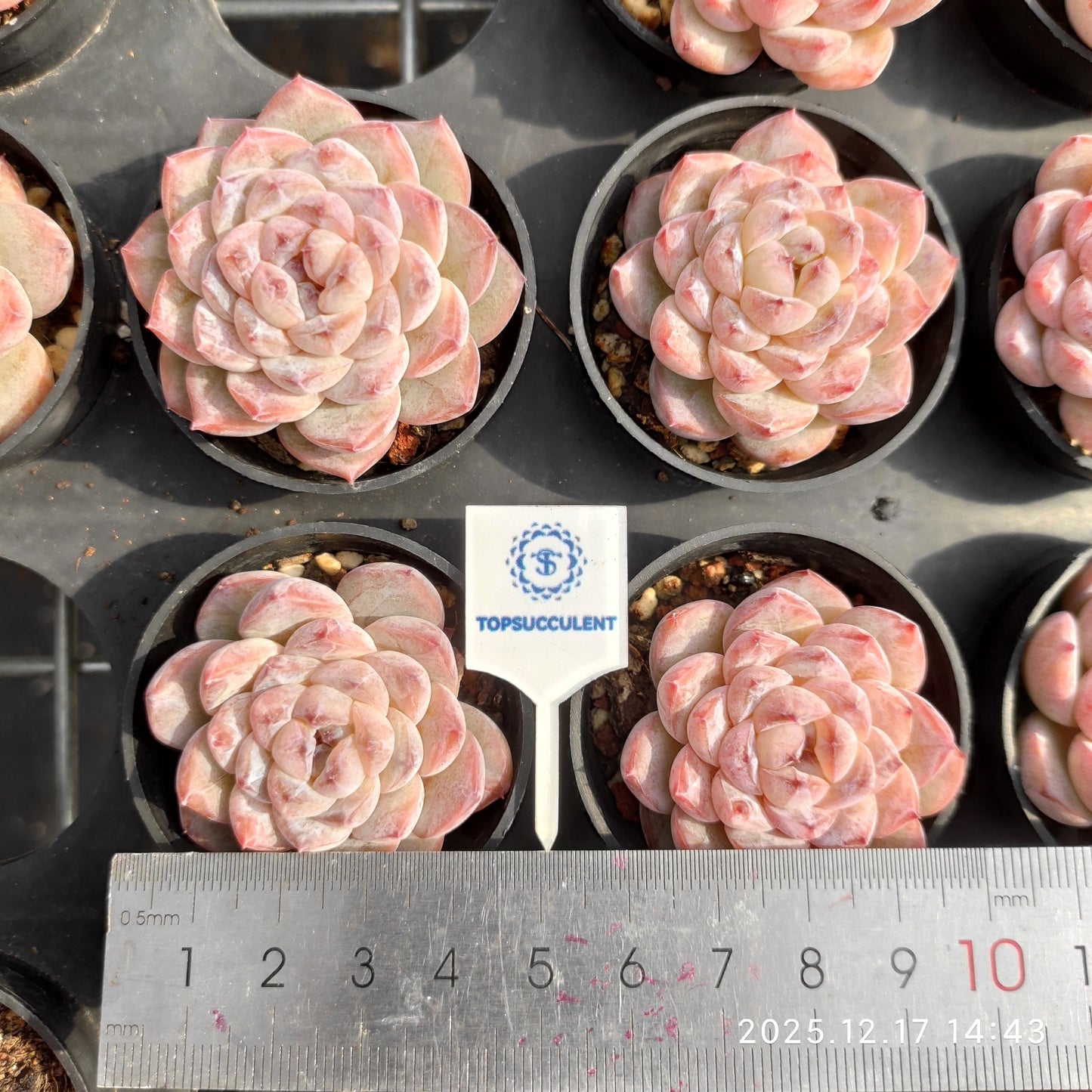 23782 Echeveria Ice Spirit hyb (5.5cm pot size)