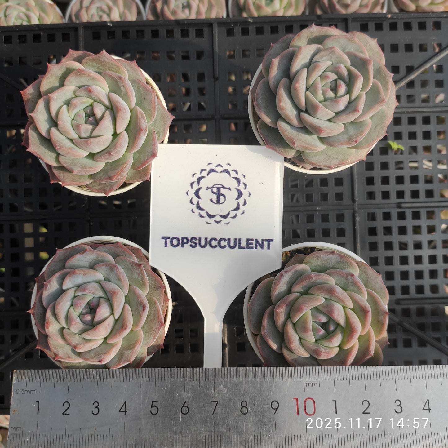 20645 Echeveria Frosting (5.5cm pot size)