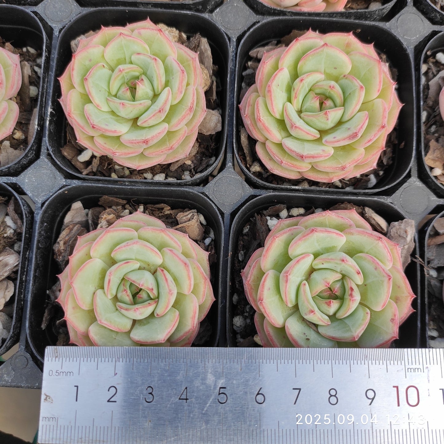 MMY1087 Echeveria Zither Sea(6.3cm pot size)