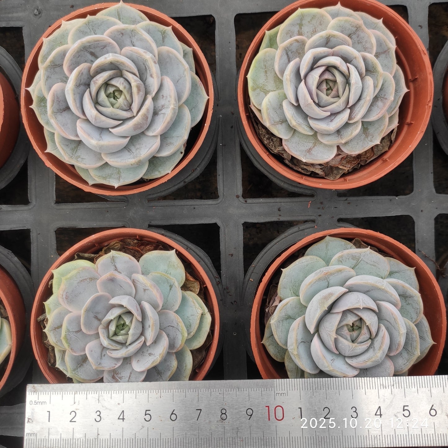 0621 Echeveria Blue Surprise (9cm pot size)