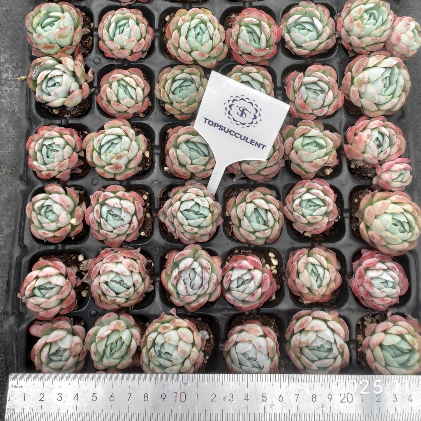 23973 Echeveria Berry (3cm pot size)