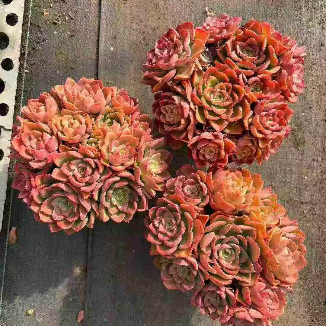 23722 Echeveria Novel (12cm pot size)