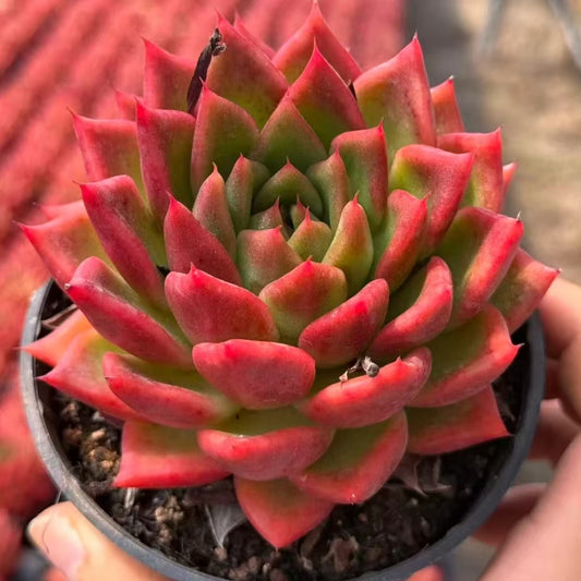 QNY205 Echeveria Snail Bride(10cm pot size)