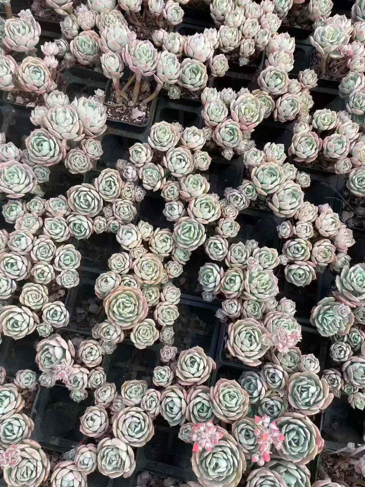 264665 Echeveria Claudia (7cm pot size)