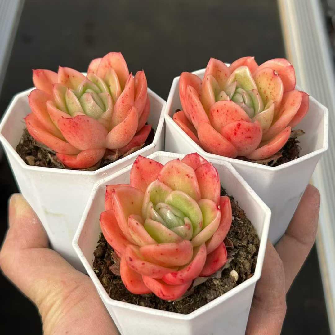22812 Echeveria RasAga (7cm pot size)
