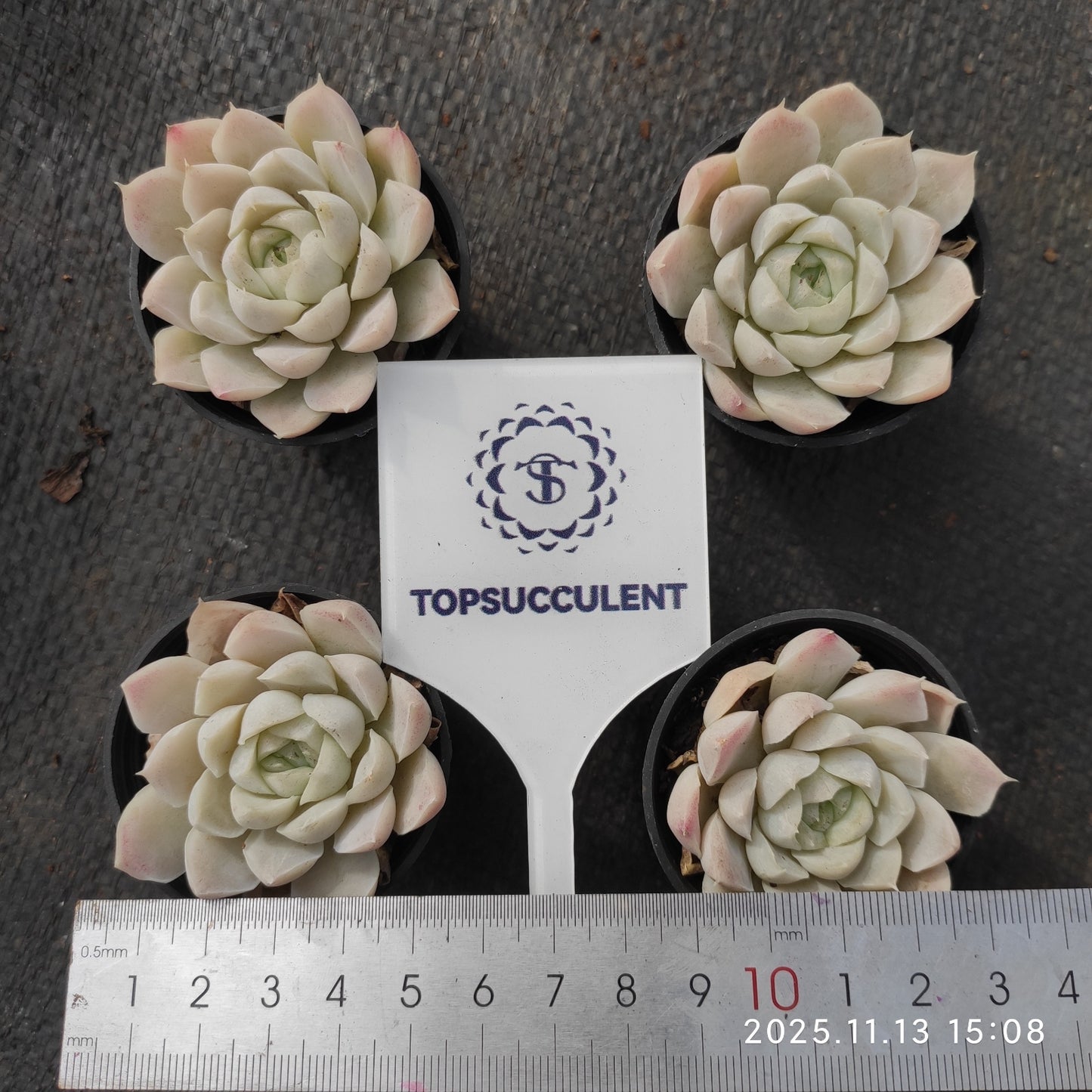 1733 Echeveria Hughmillus (5.5cm pot size)