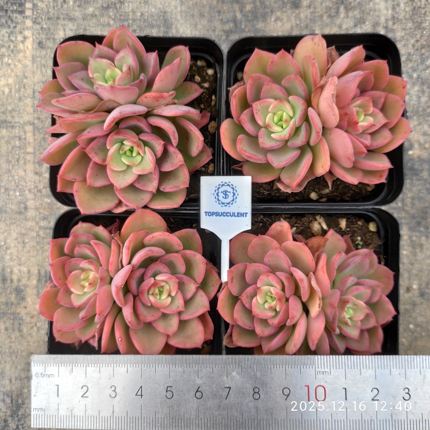 23685 Echeveria Novel (7cm pot size)
