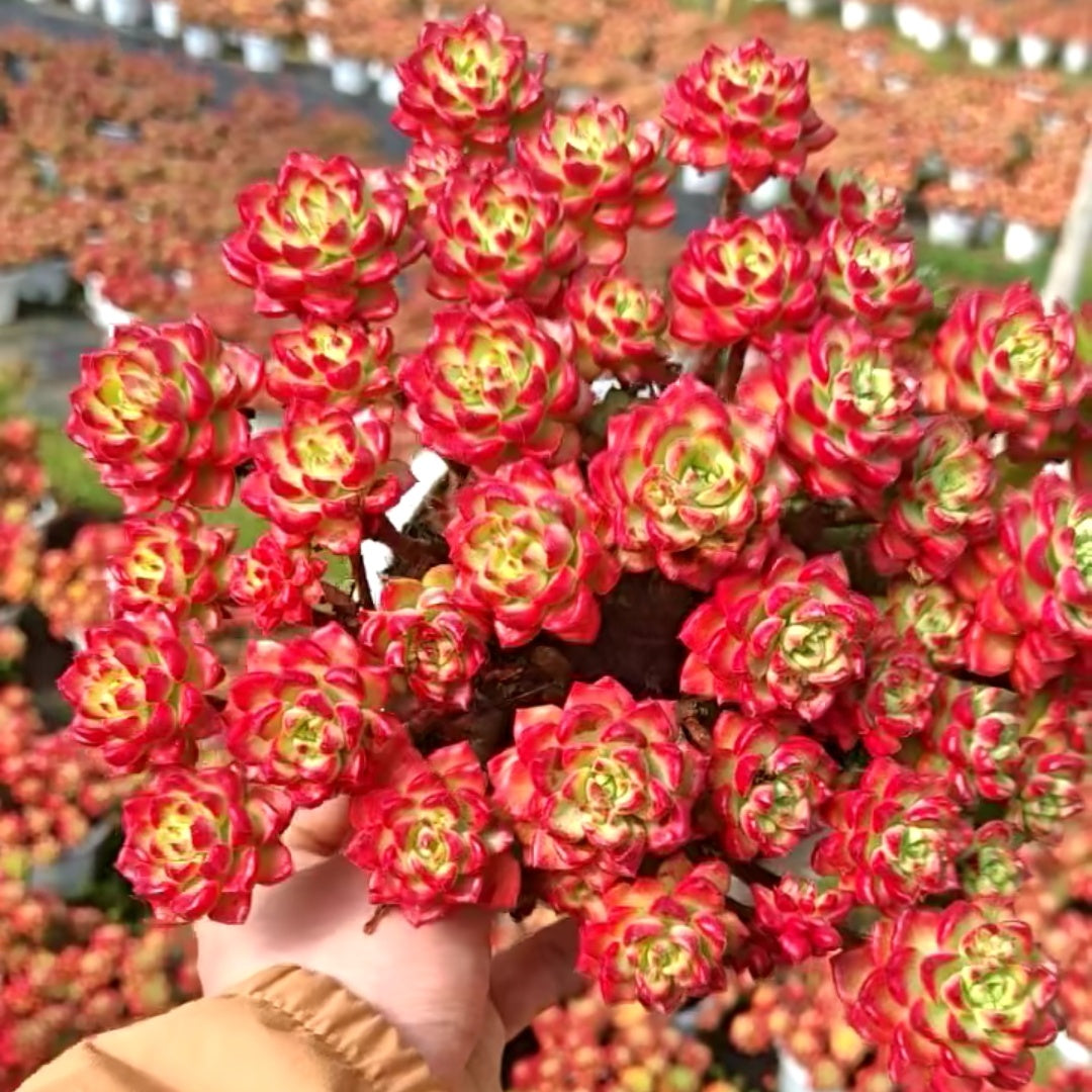 23563 Echeveria Letizia Variegated (16cm pot size)