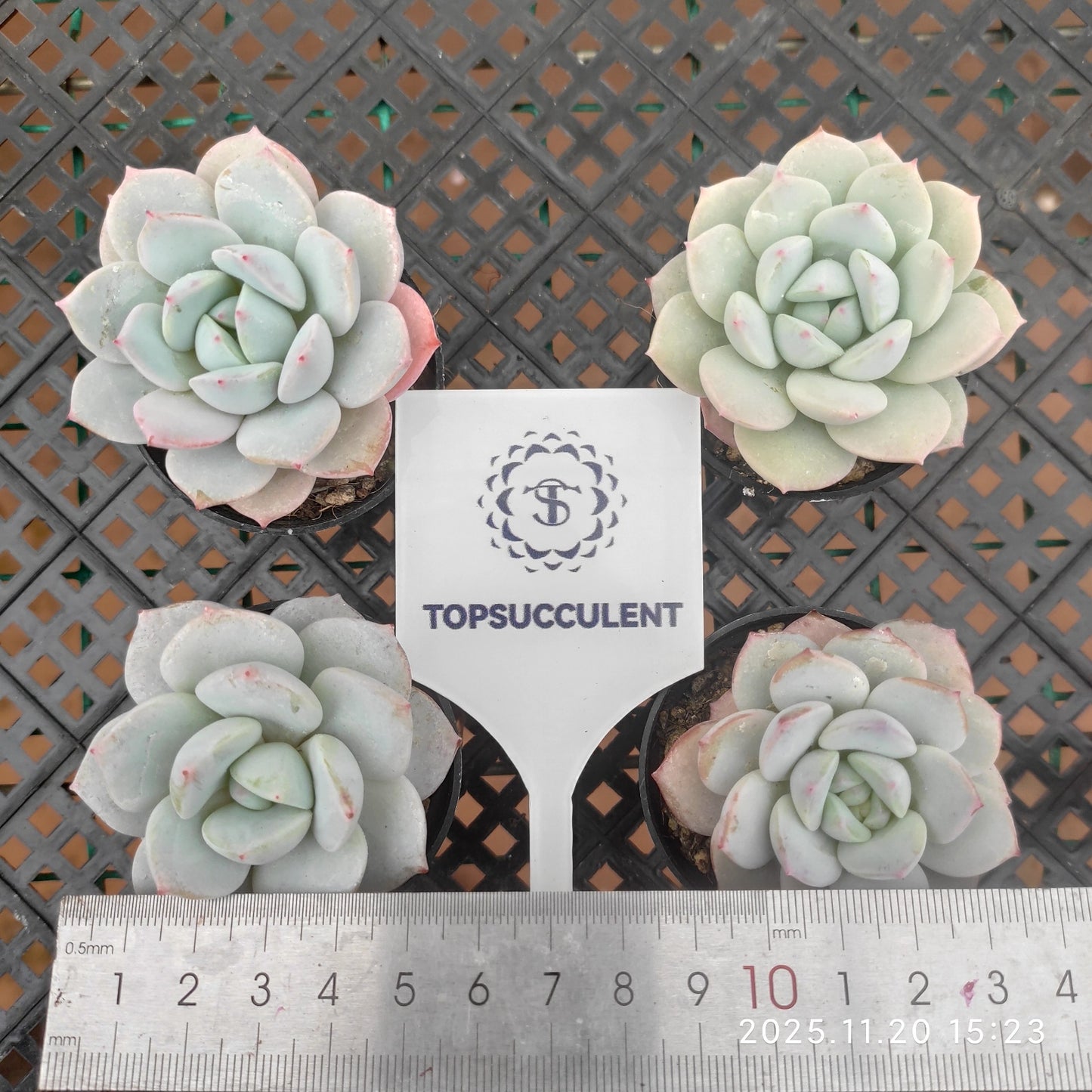 22787 Echeveria Star Monroe Hyb (5.5cm pot size)