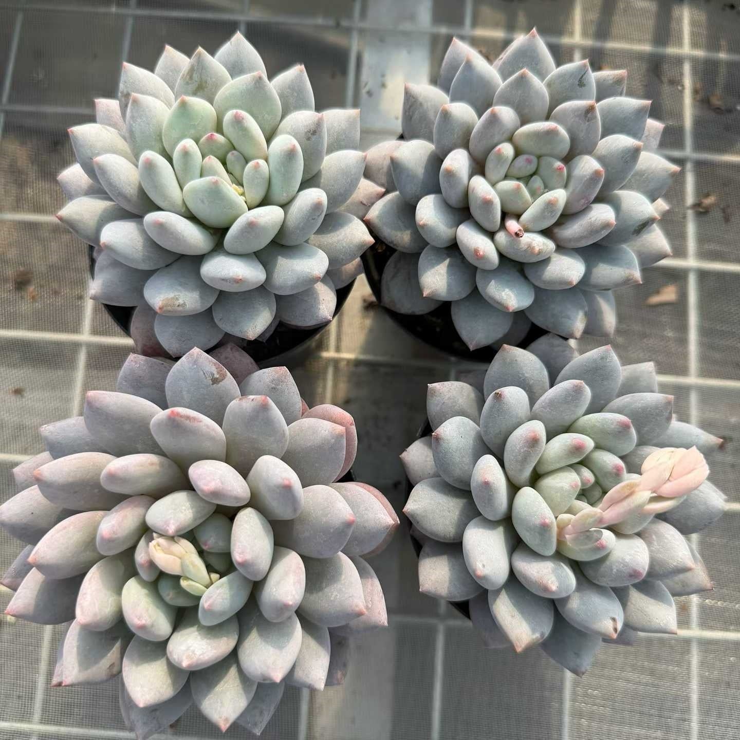 20853 Echeveria Half Summer (9cm pot size)