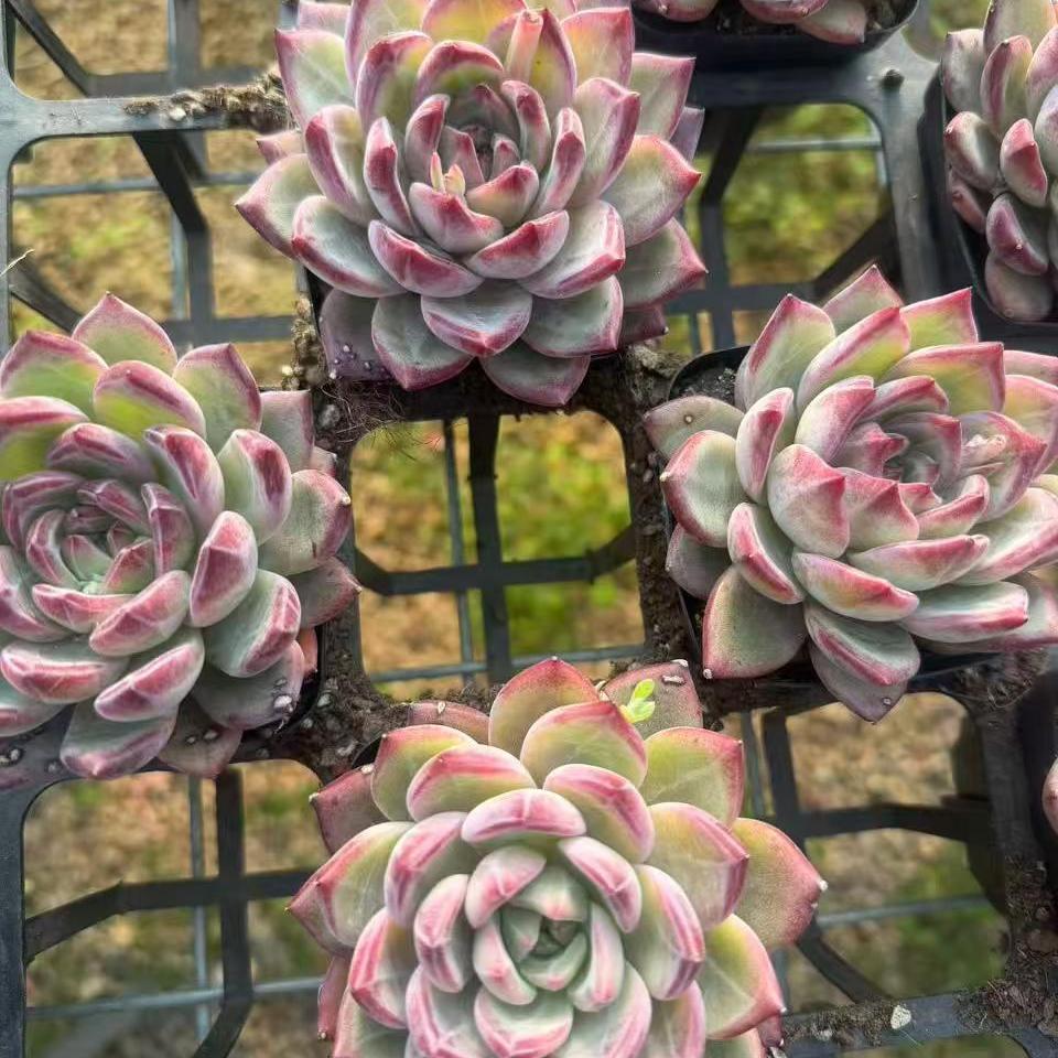 24963 Echeveria Dare Devil (7cm pot size)