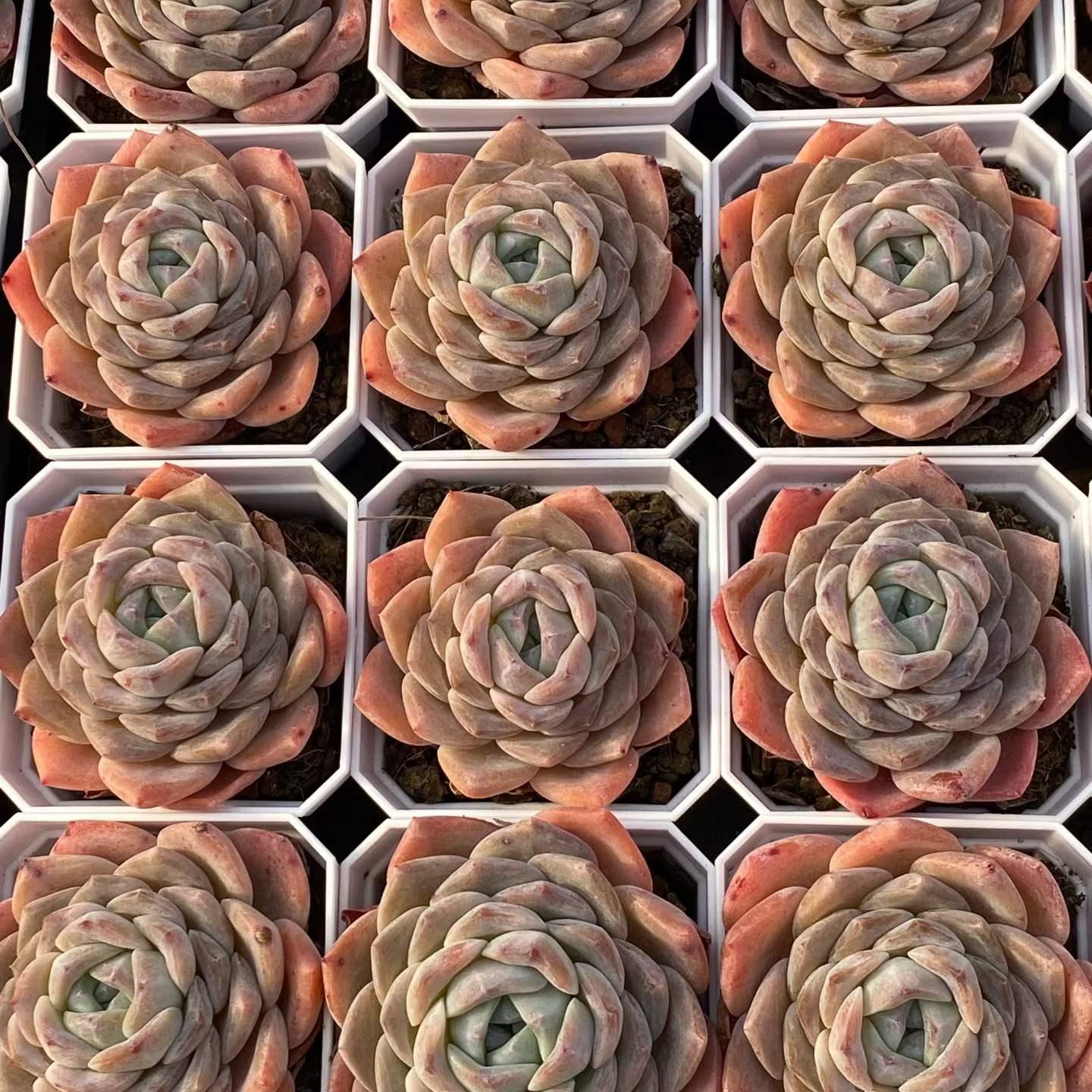 361092 Echeveria Alpine Snow (7cm pot size)