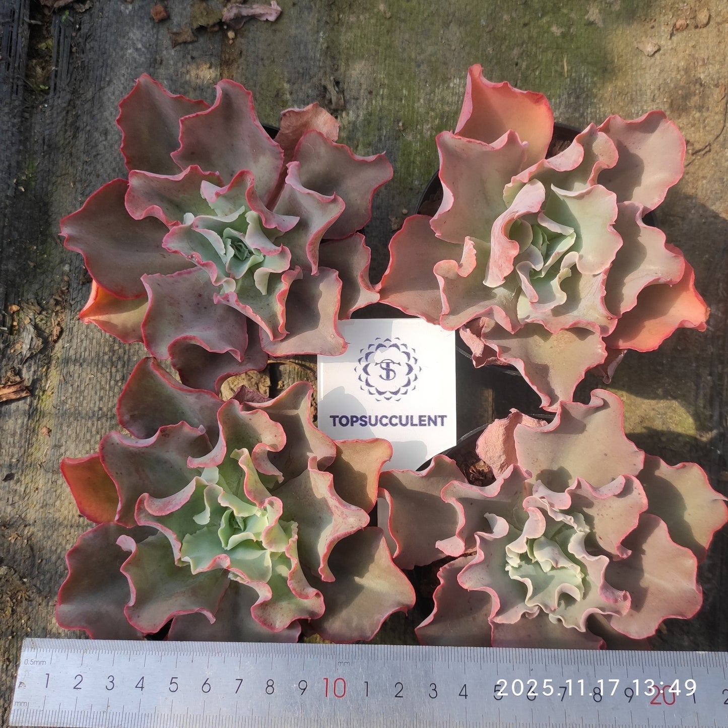 7177 Echeveria cv. Takasagonookina (11cm pot size)