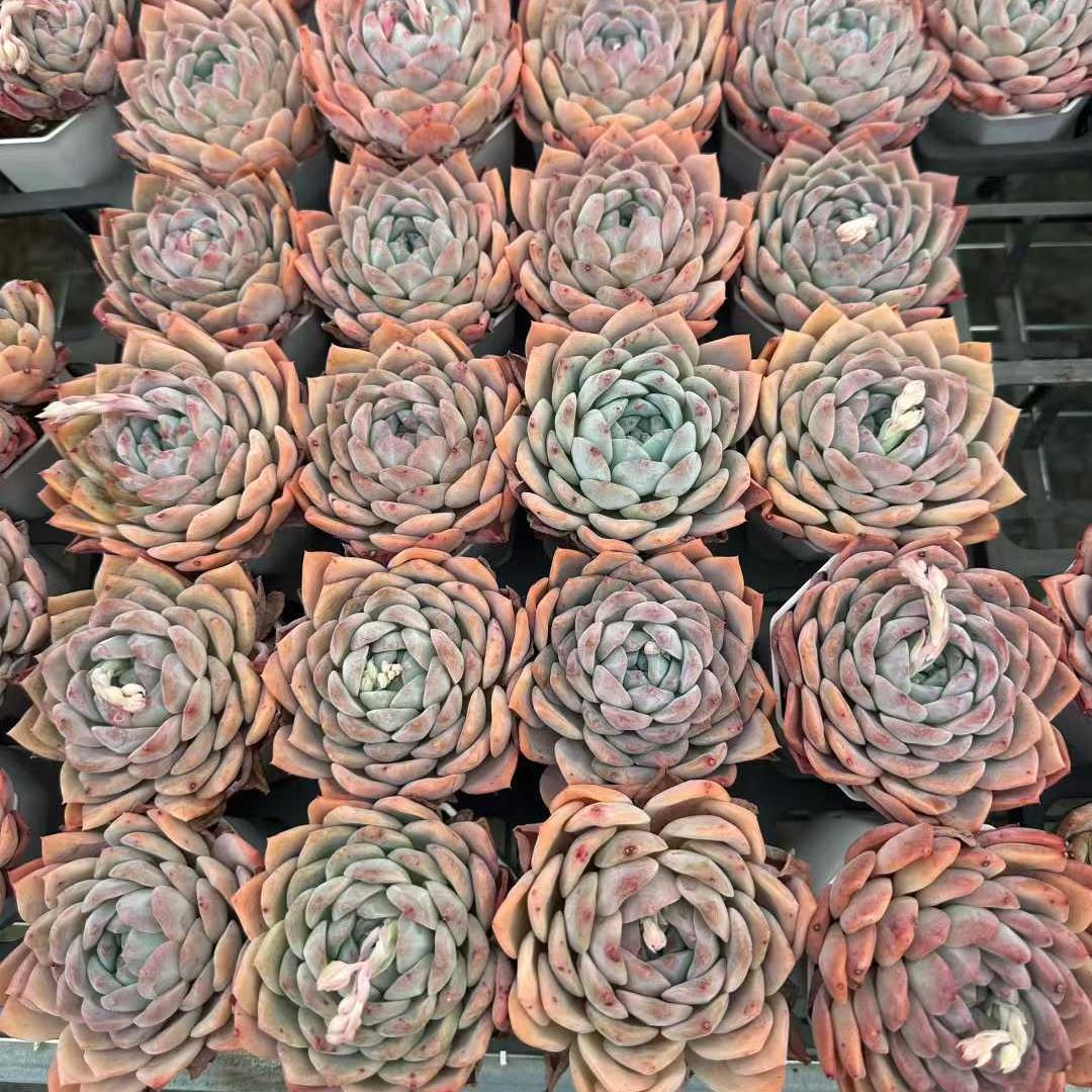 360168 Echeveria Ice Spirit (7cm pot size)