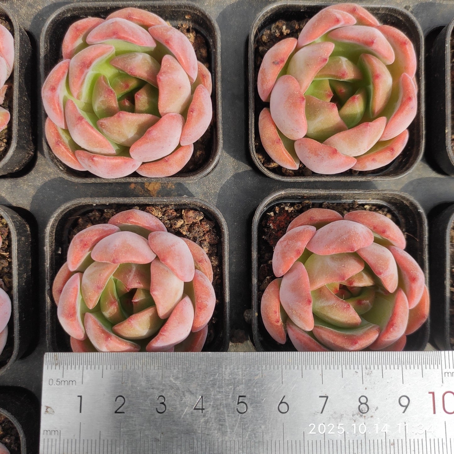 21538 Echeveria Red Monroe (5.5cm pot size)