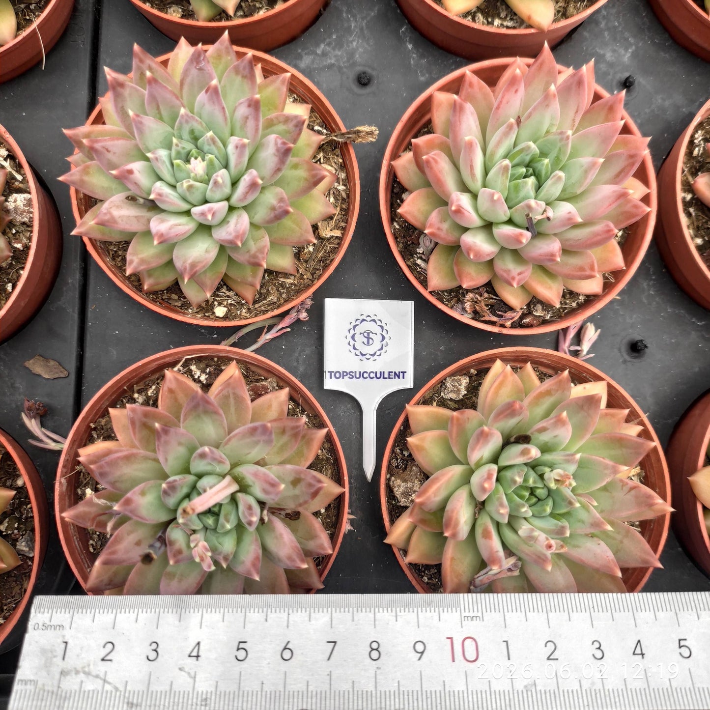 25544 Echeveria Shadow Beauty (9cm pot size)