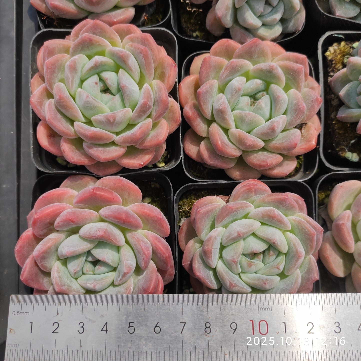 QN848 Echeveria Crystal Lake(7cm pot size)